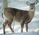 Deer in a snowy environment